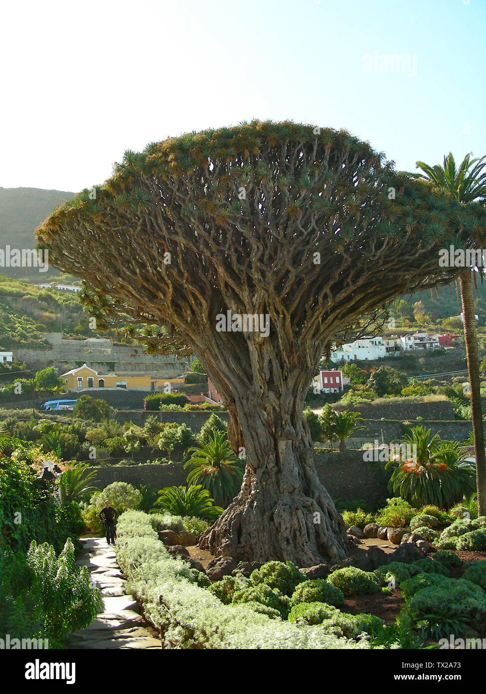 GrÃ¶ÃŸter Drachenbaum auf den kanarischen Inseln; um 2006 herum; Own work (Original text:  Markoz); Markoz; Stock Photo
