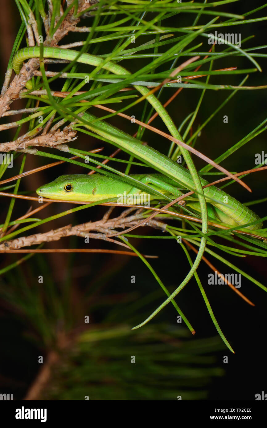 Emerald Grass Lizard (Takydromus smaragdinus) showing its long tail in Yambaru National Park, Okinawa Island, Japan Stock Photo