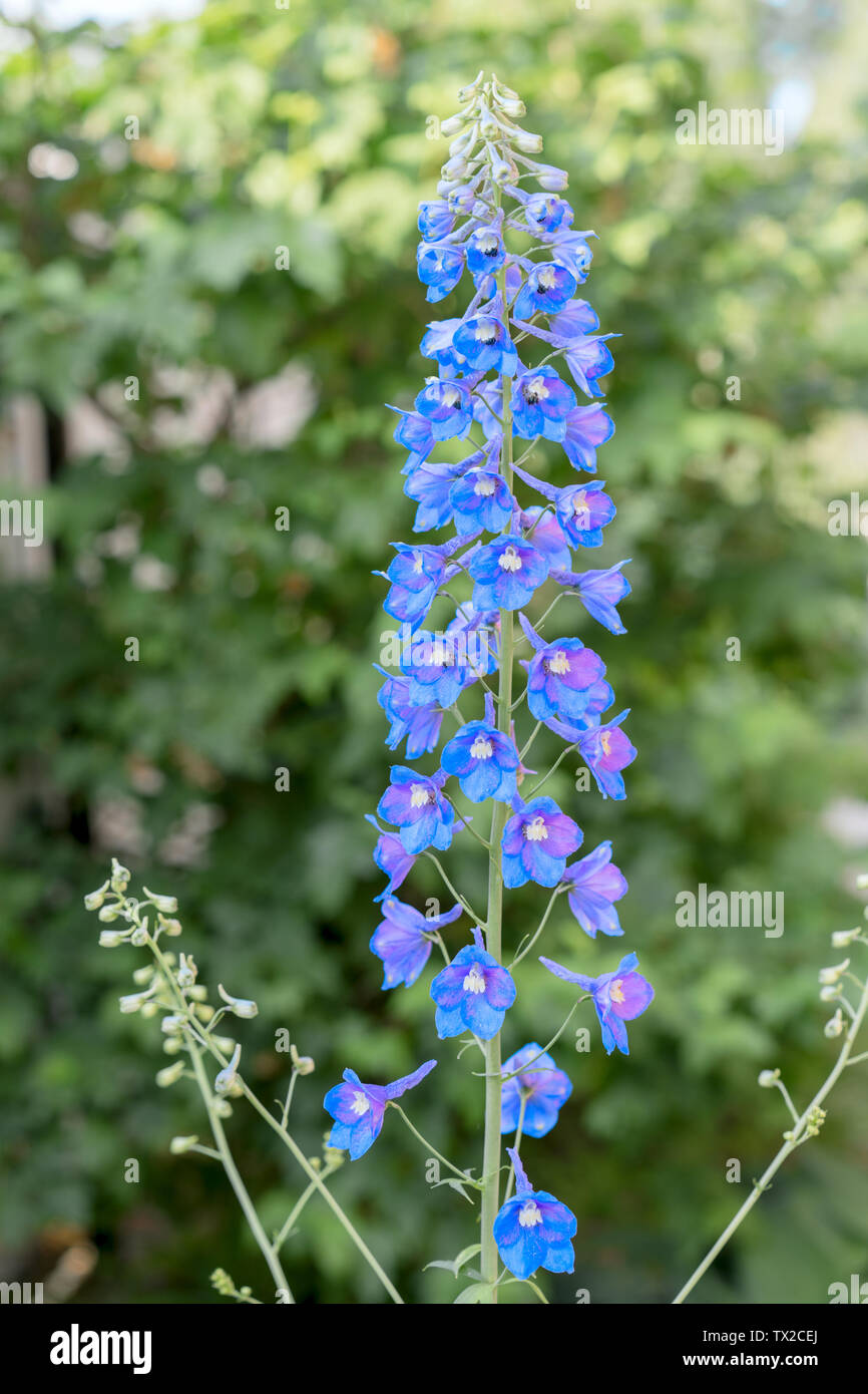Purple blue flowers of Delphinium. Delphinium elatum Hybrid perennial Stock Photo