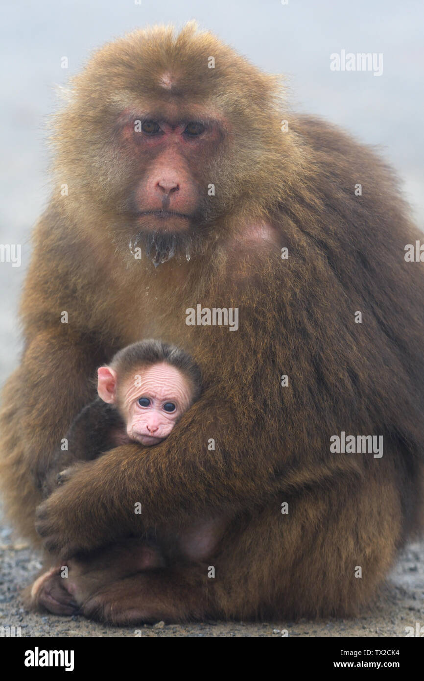 Mother and baby Tibetan Macaque (Macaca thibetana) in the mist of Mount Emeishan, Sichuan Province, China. Stock Photo