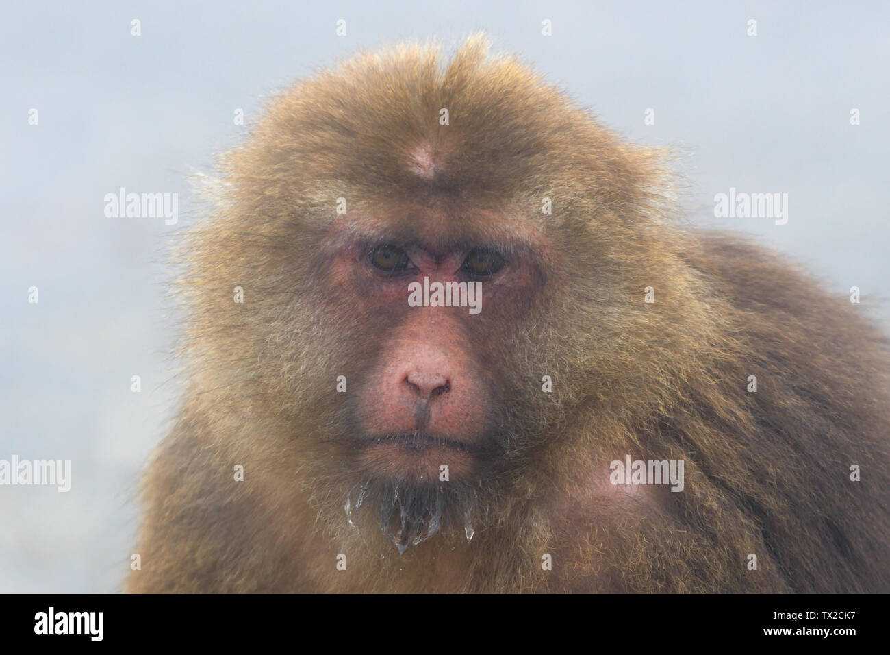 Tibetan Macaque (Macaca thibetana) Mother and baby in the mist of Mount Emeishan, Sichuan Province, China. Stock Photo
