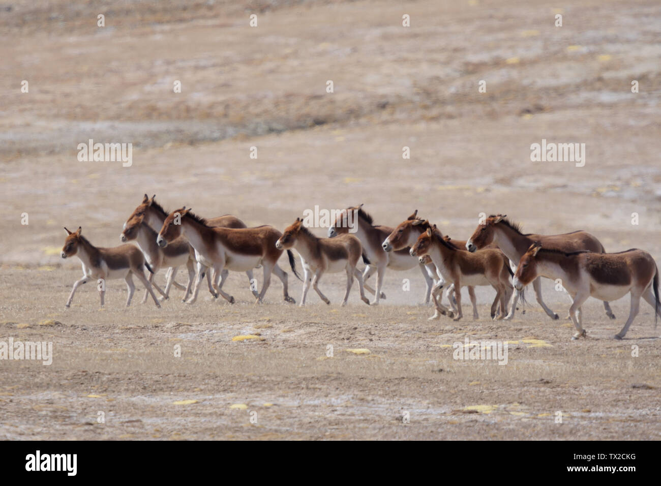 Herd of Kiang (Equus kiang) racing across the tibetan plateau, Qinghai Province, China Stock Photo