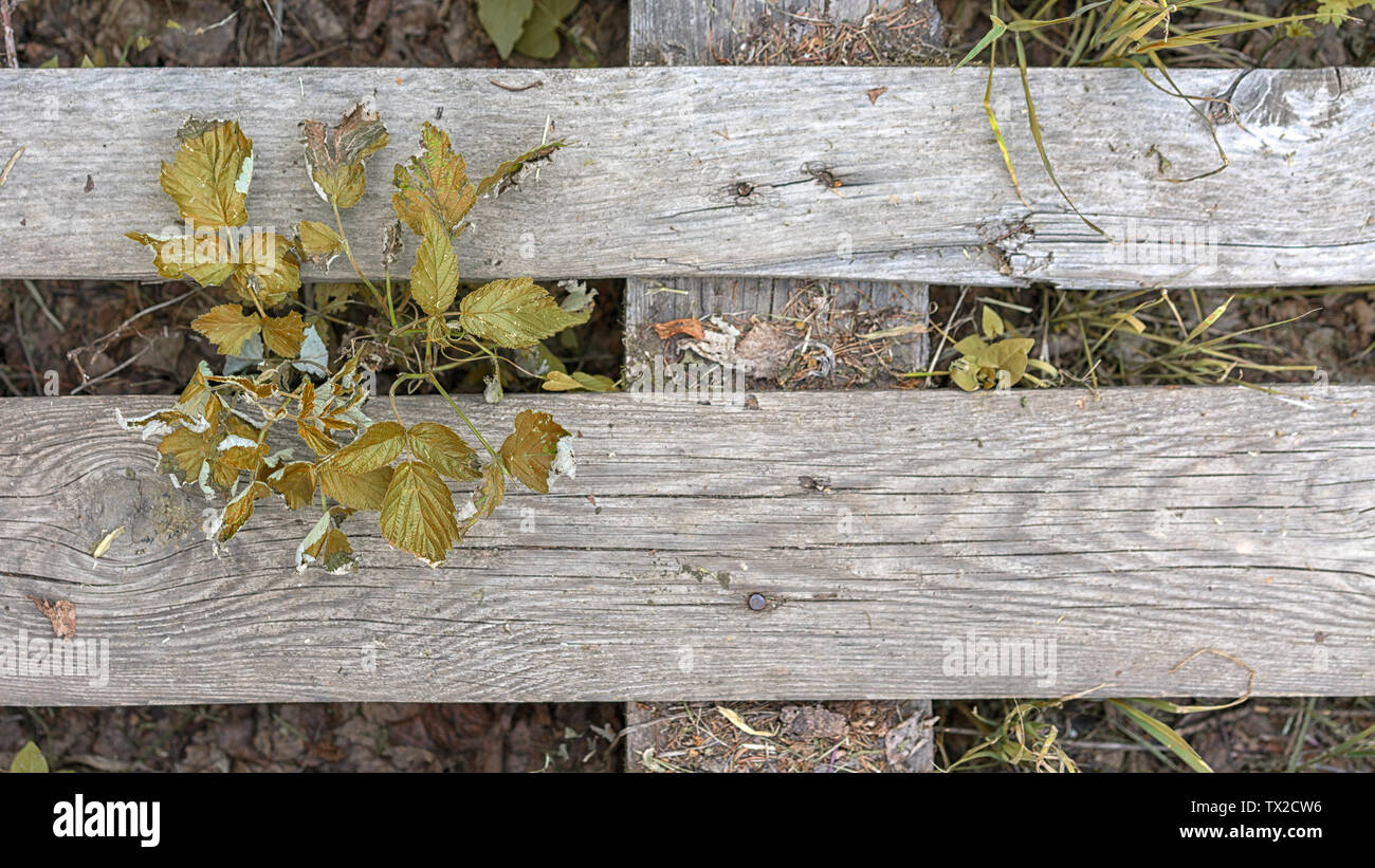 plants make their way through wooden planks Stock Photo