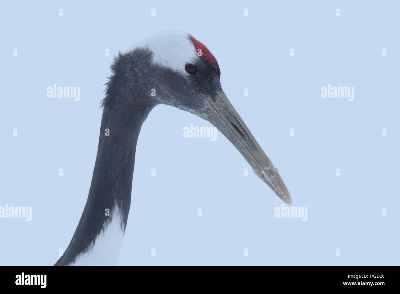 Red-crowned Crane (Grus japonensis) head against a snowy background on Hokkaido Island, Japan Stock Photo