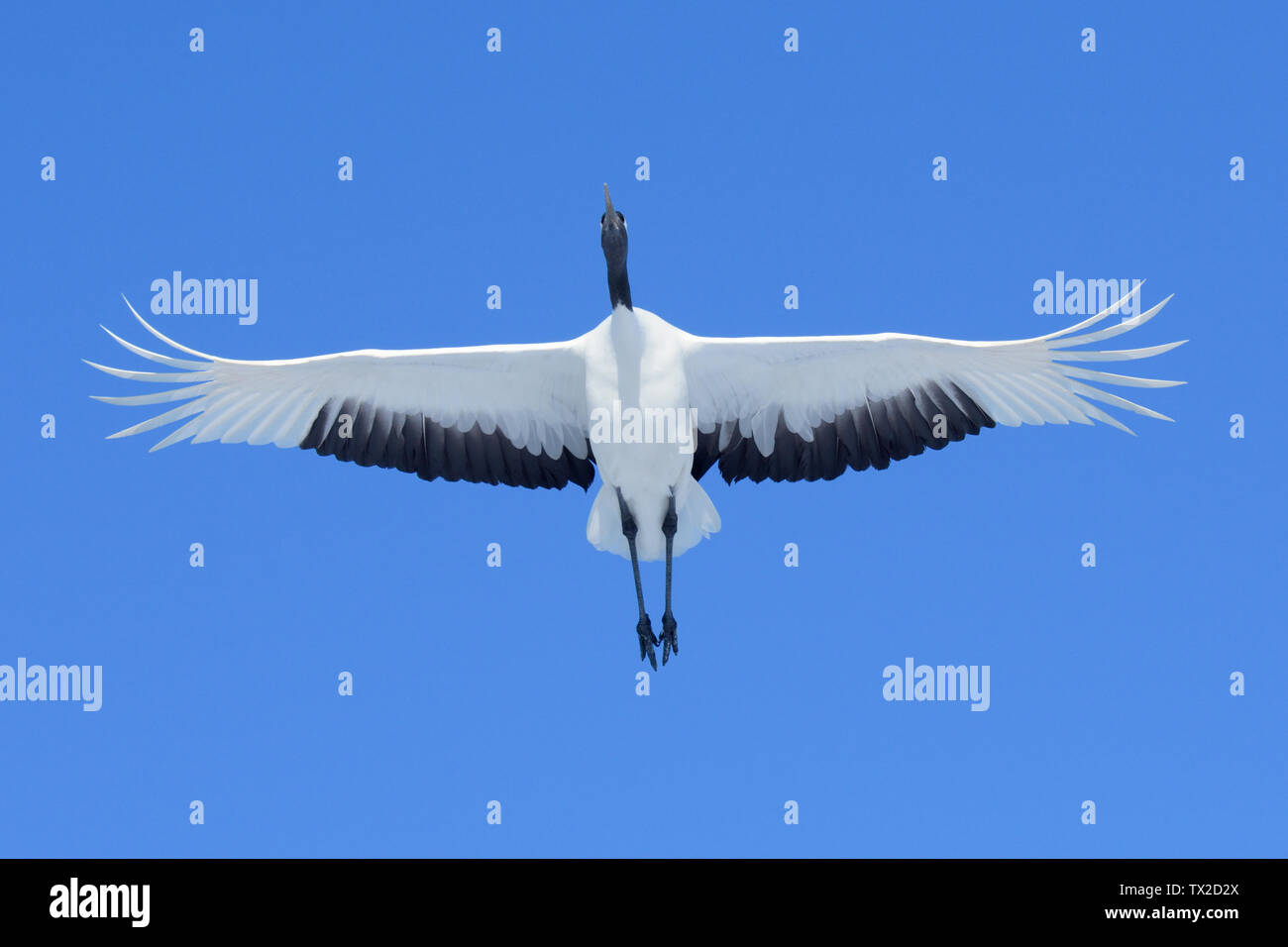 Red-crowned Crane (Grus japonensis) flying overhead against a blue sky on Hokkaido Island, Japan Stock Photo
