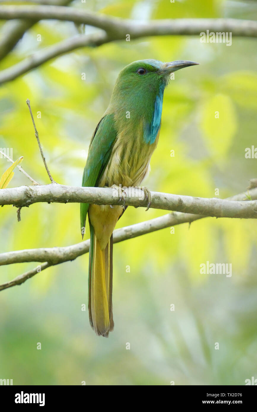 Birds of kaziranga hi-res stock photography and images - Alamy