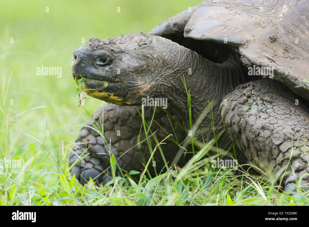 Galapagos Giant Tortoise (Chelonoidis porteri) eating grass on Santa Cruz Island in the Galapagos Islands Stock Photo