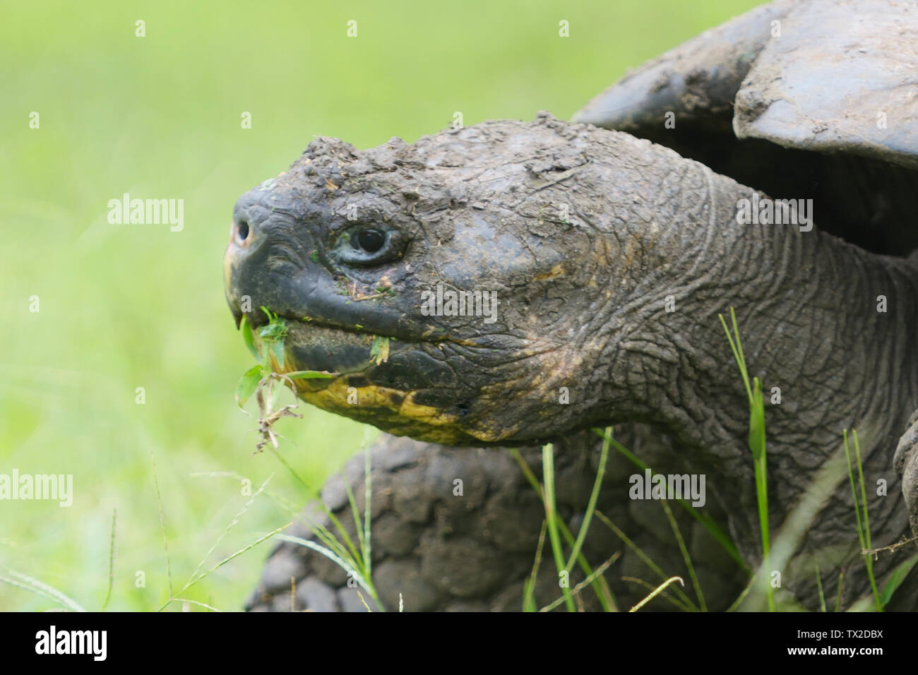 Galapagos Giant Tortoise (Chelonoidis porteri) eating grass on Santa Cruz Island in the Galapagos Islands Stock Photo