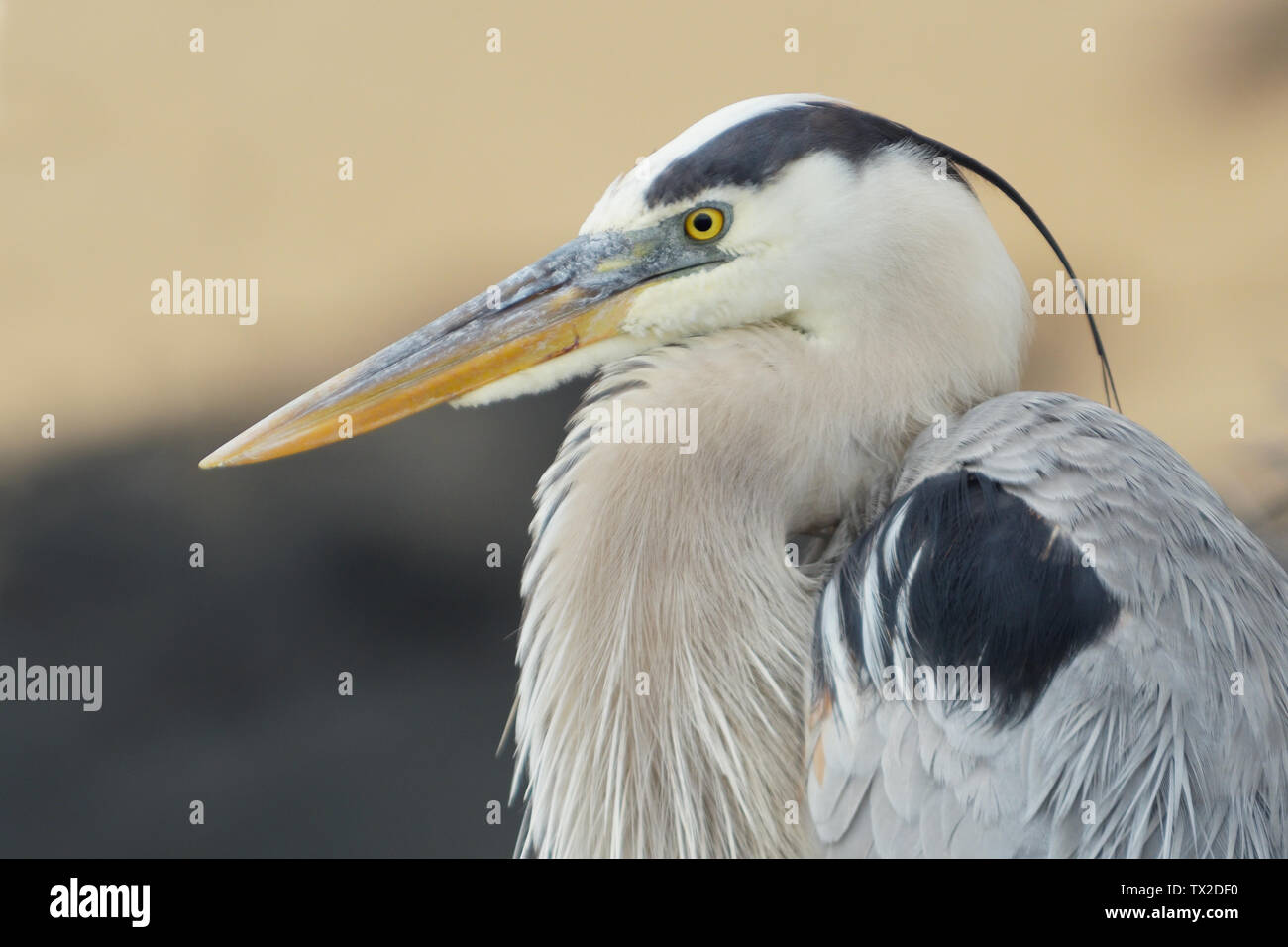 Great Blue Heron (Ardea Herodias) on Santiago Island, The Galapagos Islands Stock Photo