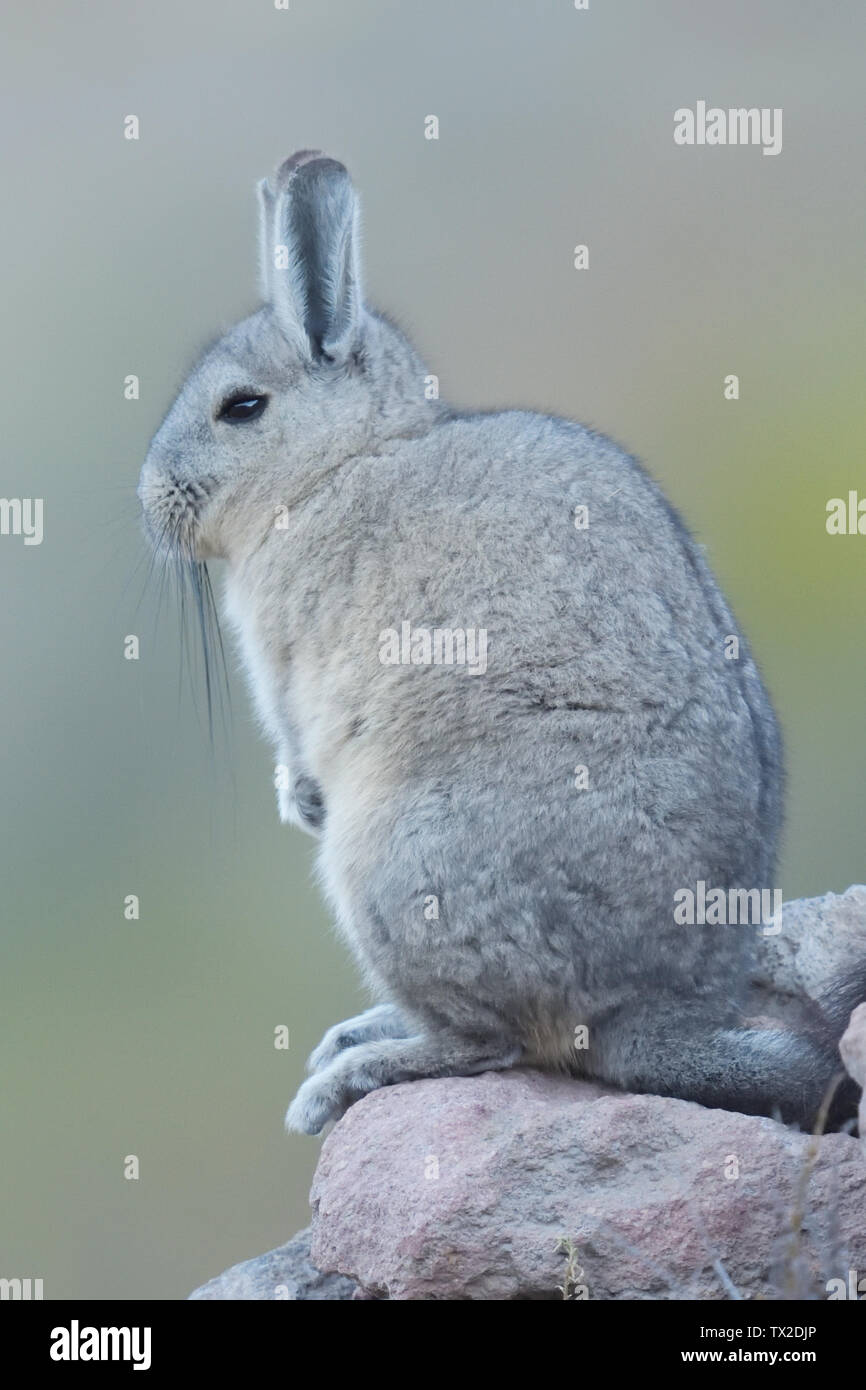 Southern Viscacha (Lagidium viscacia) on lookout in the Andes Mountains, Peru. Stock Photo