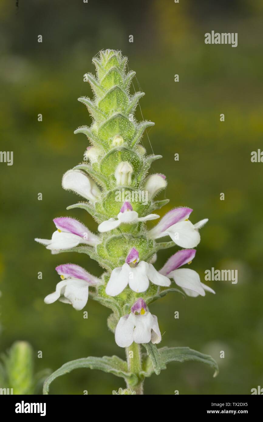Bellardia trixago Mediterranean linseed Stock Photo Alamy