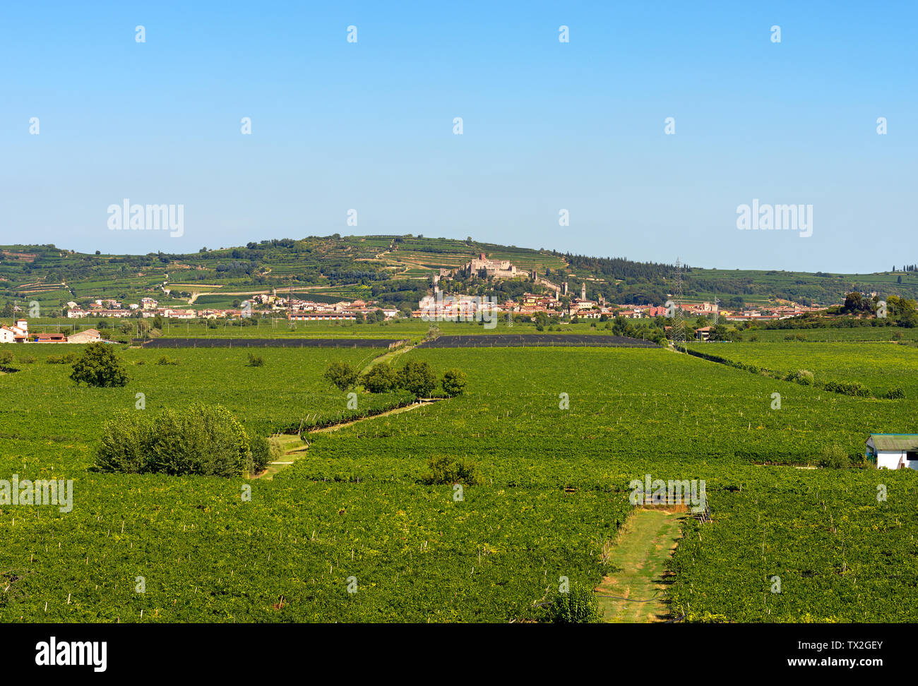 The medieval village of Soave near Verona with the castle, the green hills and the famous vine cultivation, Veneto, Italy, Europe Stock Photo