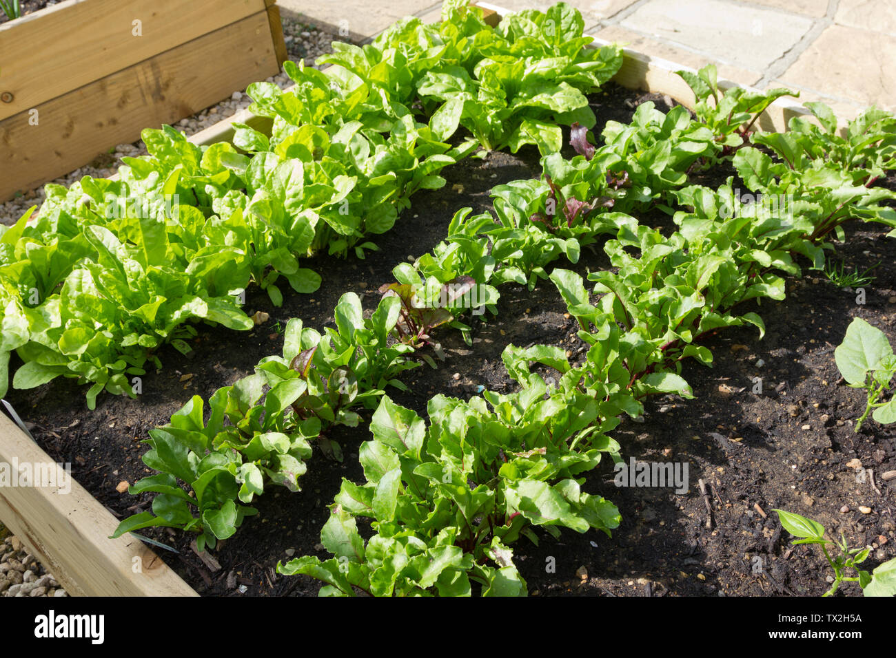 Spinach beet and beetroots growing in a raised bed Stock Photo Alamy
