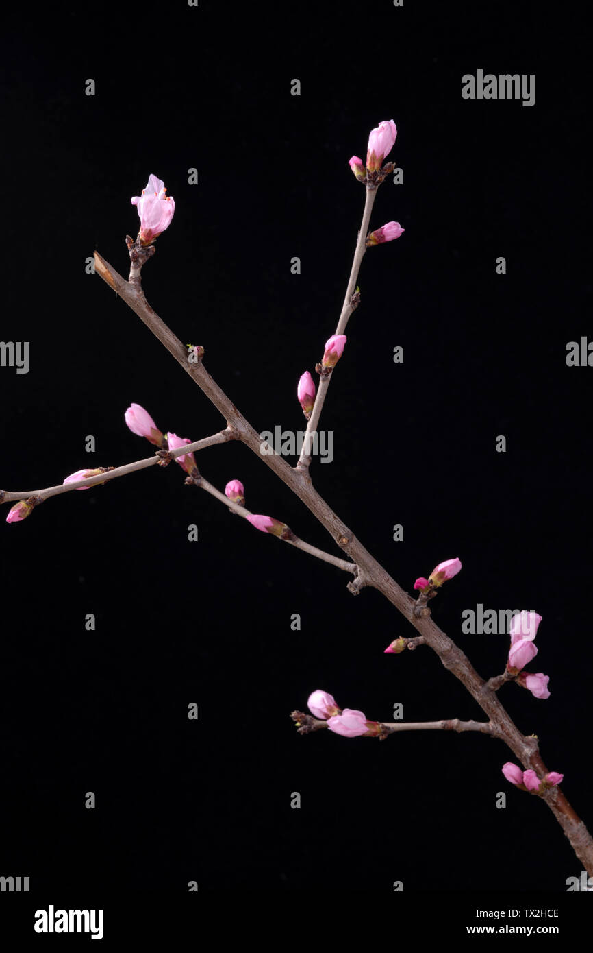 Peach tree branch Stock Photo Alamy