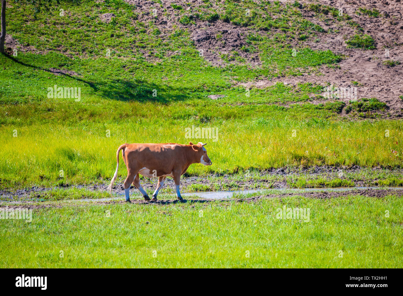 Agriculture farm farm, livestock, lawn, dry meadow, grazing, livestock, mammals, cow farm, landscape, rural no one in nature, grassland, animal husbandry, farmland, rural area summer cattle herd cattle cattle cattle Stock Photo