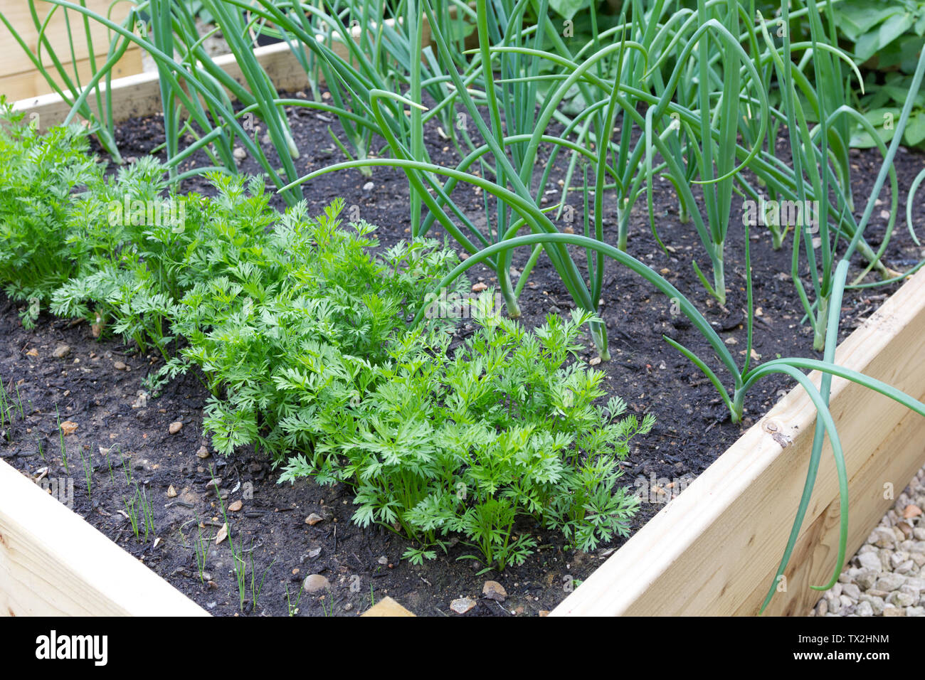 Carrots and onions growing in a raised bed Stock Photo
