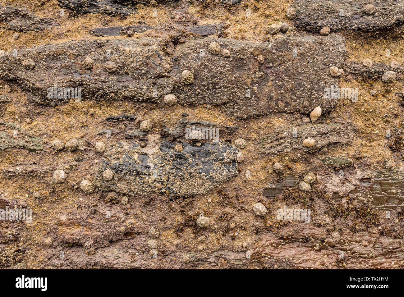 Limpets & Barnacles on dock wall Stock Photo