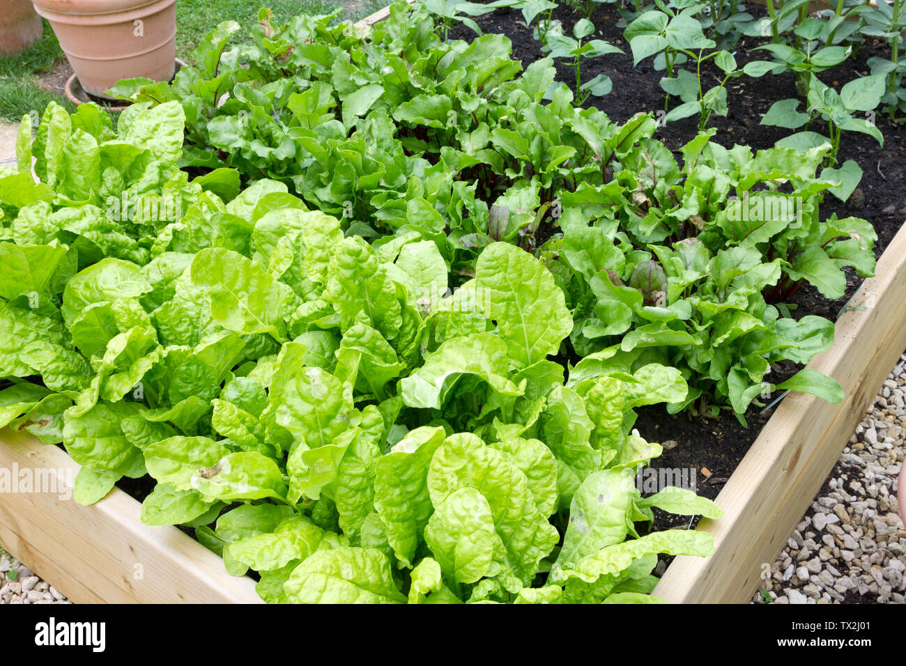Spinach beet hires stock photography and images Alamy