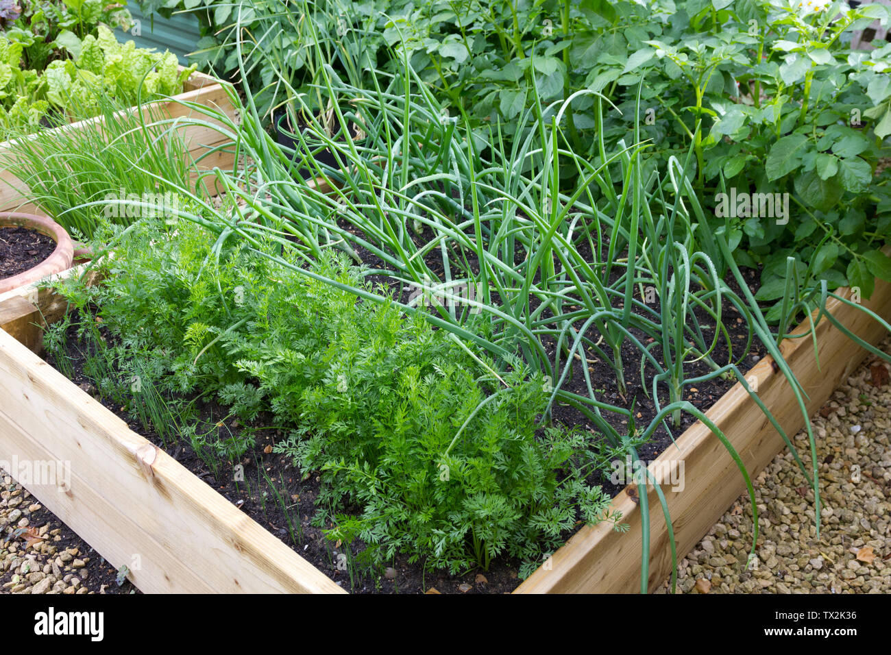 Carrots and onions growing in a raised bed Stock Photo