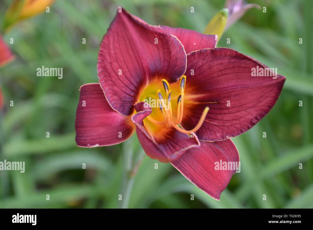 Santan flower --Background picture Stock Photo - Alamy