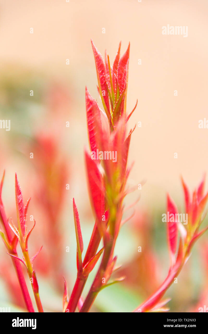 Red leaves, buds in the south of the city. Stock Photo