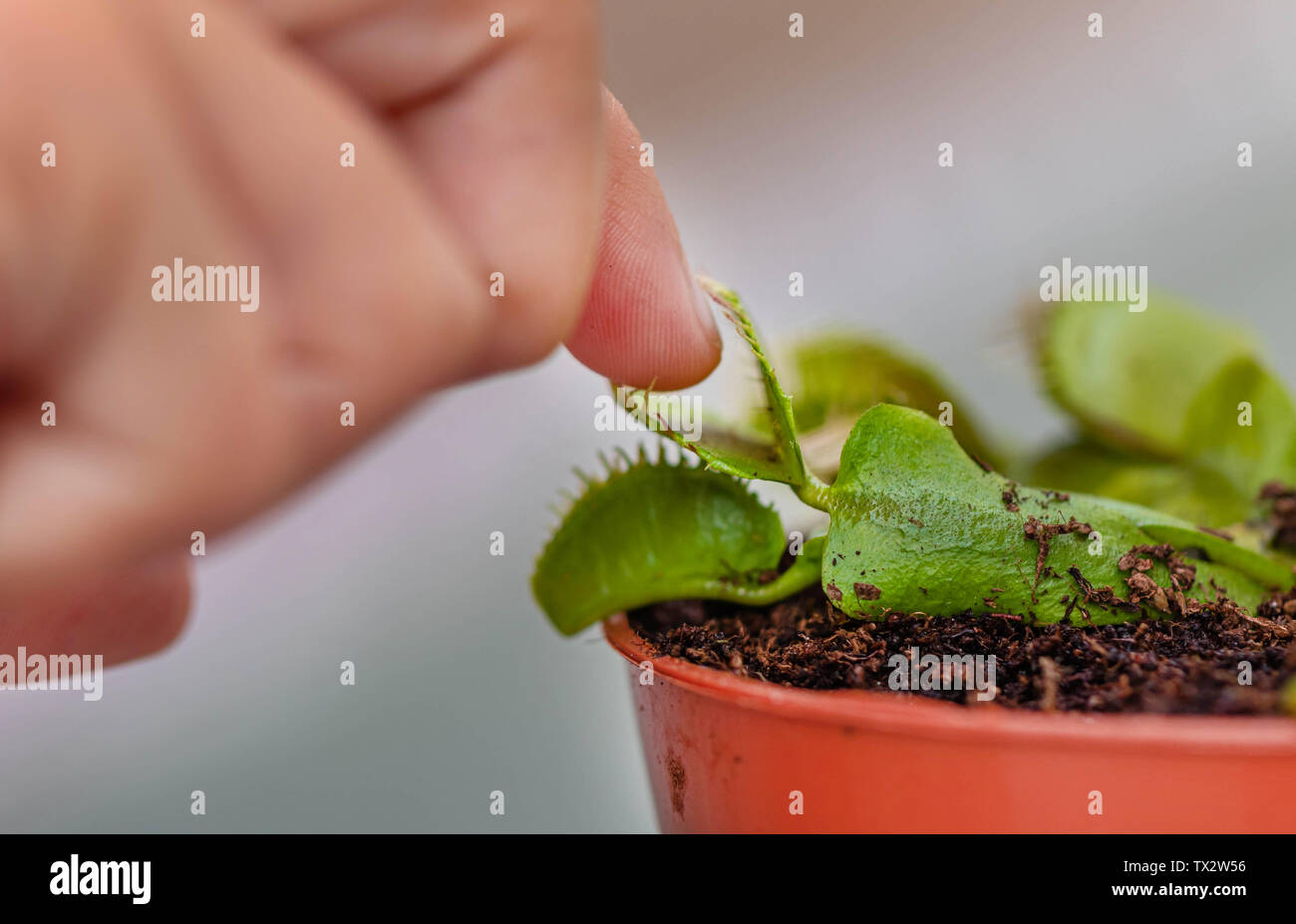 child hand touching carnivorous plant Venus flytrap Stock Photo