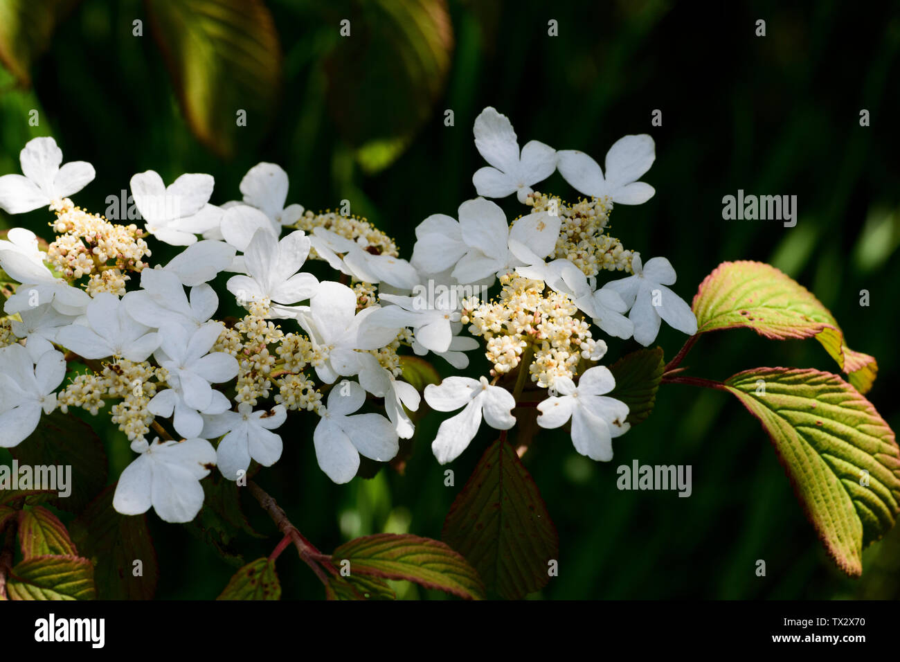 Viburnum plicatum 'Lanarth', flowers Stock Photo
