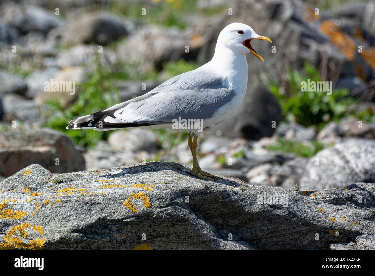 Common Gull (Larus canus), at rest Stock Photo