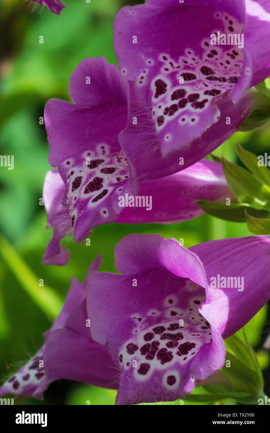 Foxglove (Digitalis purpurea), flower detail Stock Photo