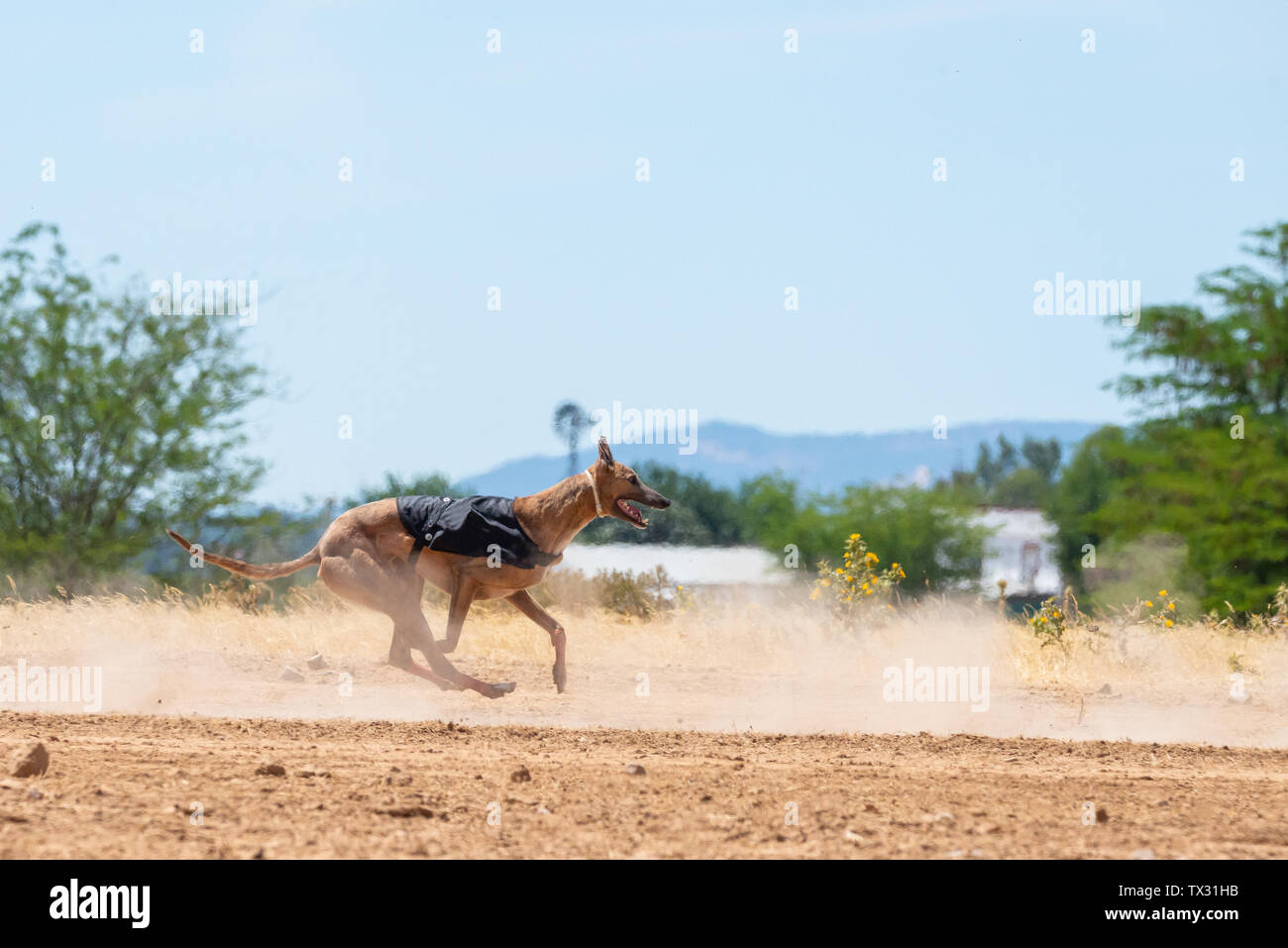 Spanish Greyhound running and looking at camera Stock Photo