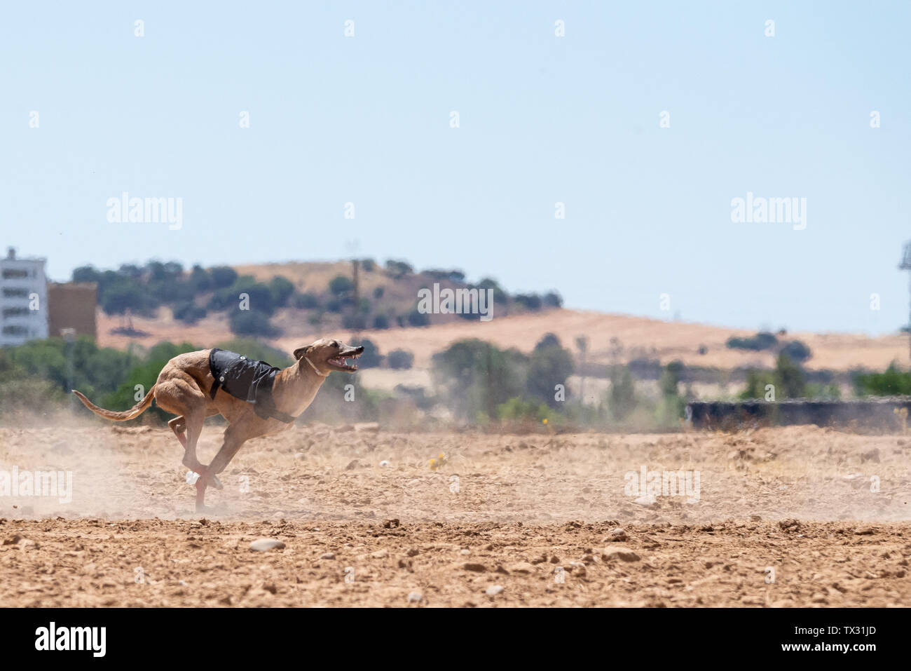 Spanish Greyhound running and looking at camera Stock Photo
