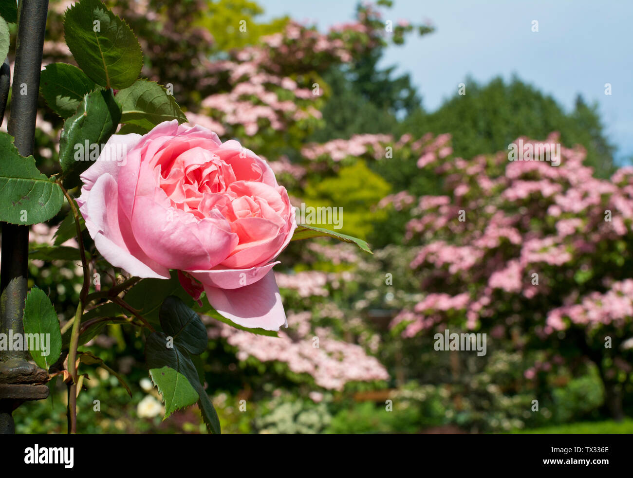 Pink climbing roses against the background of pink flowering dogwood ...
