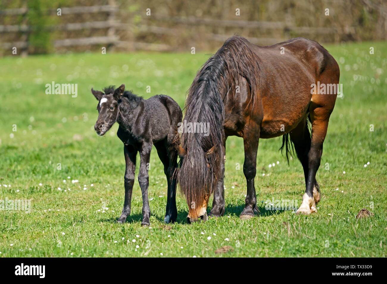 House horses (Equus ferus caballus), mare with black foal on the