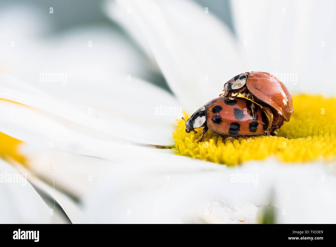Two Asian lady beetles (Harmonia axyridis) mating on flower of a daisy (Argyranthemum frutescens), Hesse, Germany Stock Photo