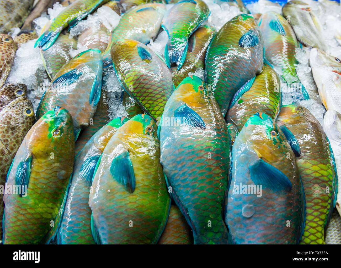 Fresh fish at the fish market of Jeddah, Saudi Arabia Stock Photo