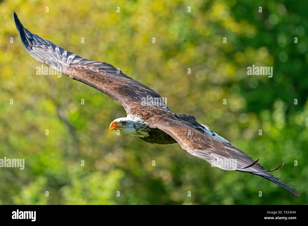 Bald eagle (Haliaeetus leucocephalus) flying, Germany Stock Photo