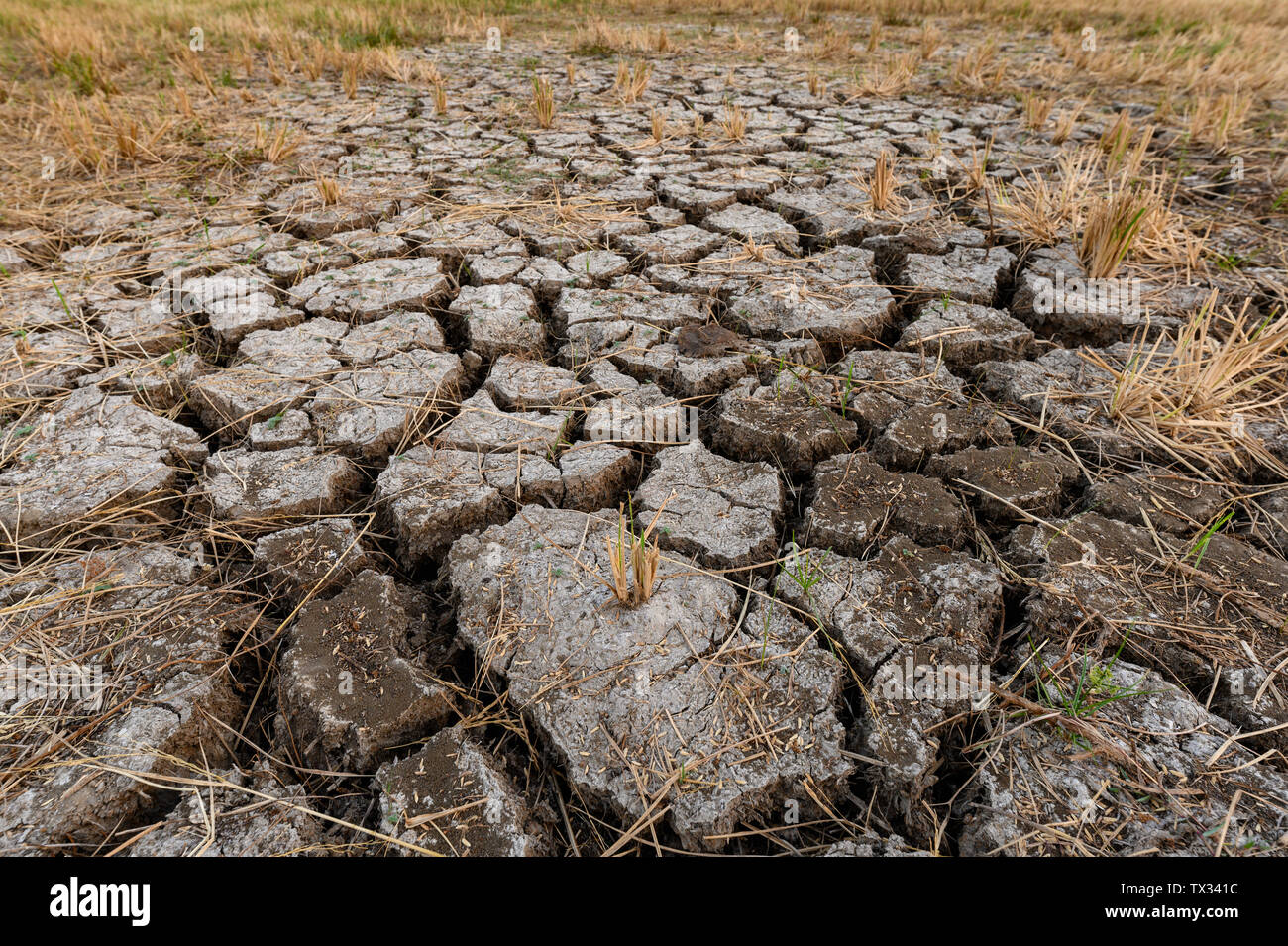 Dry cracked soil ground texture in rice fields Stock Photo - Alamy