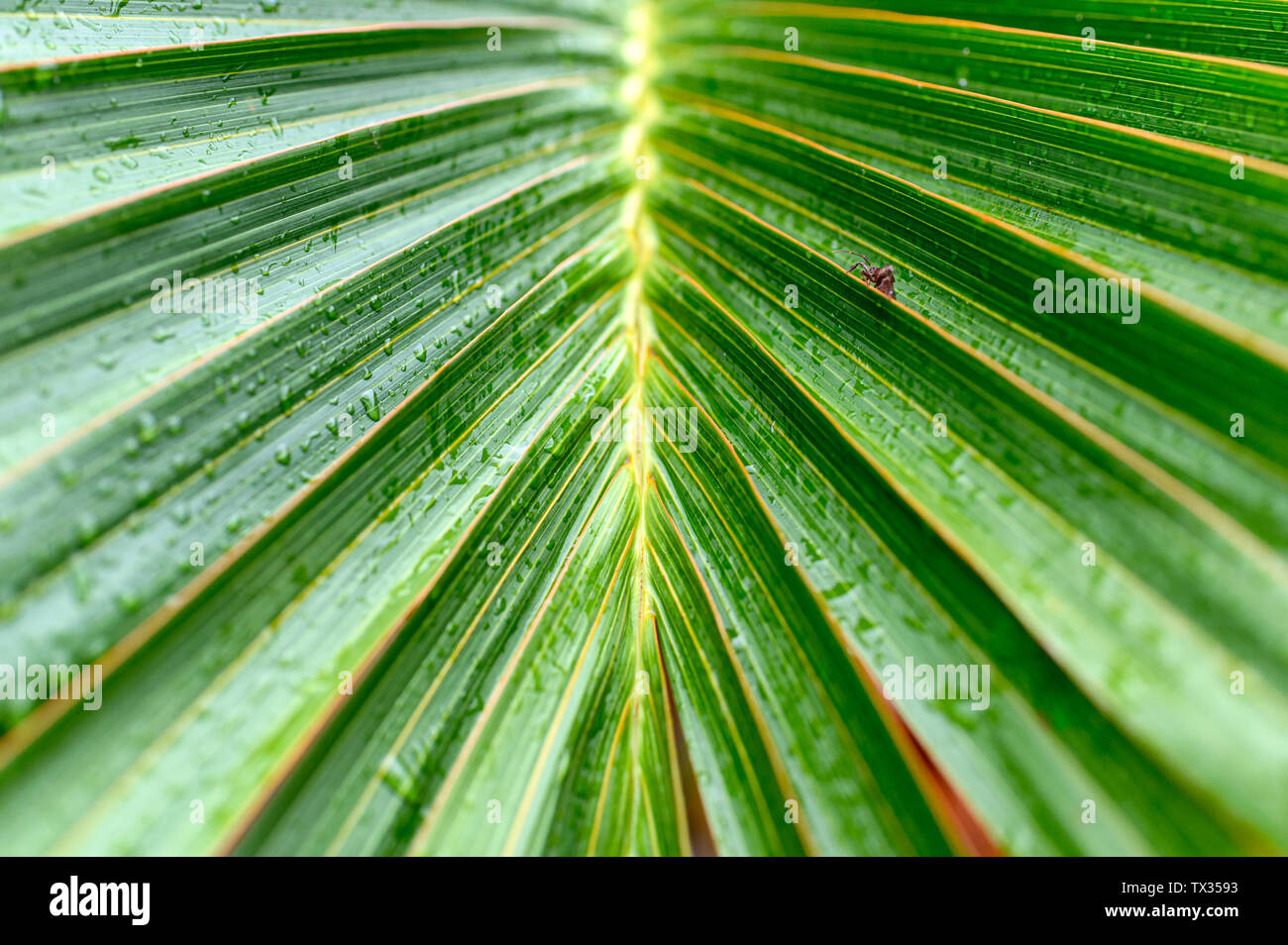 Close-up Palm leaves with striped a natural green background Stock Photo