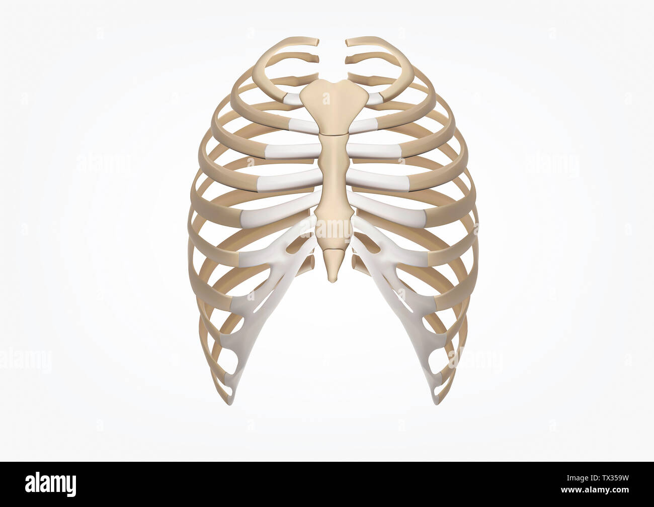 Human Rib 3D Illustration of Human Skeleton Rib Cage Anatomy Front view Stock Photo