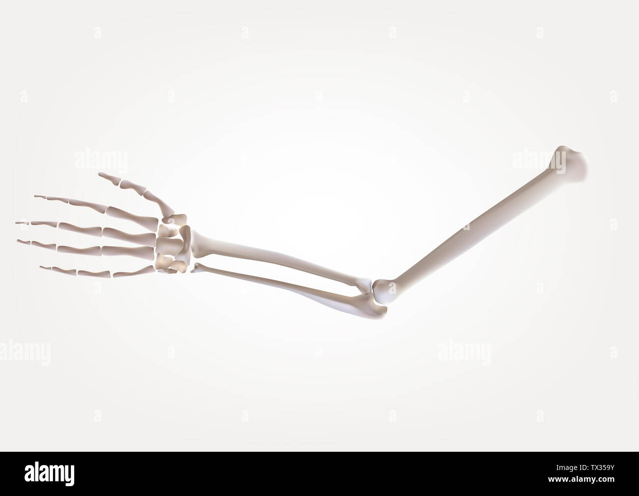 Skeleton in human hands, isolated on a white background Medical illustration, 3D illustration Stock Photo