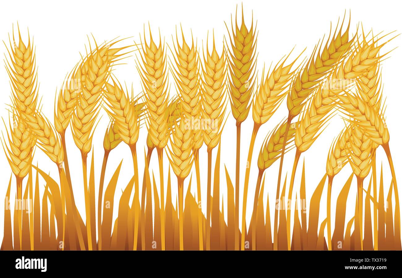 Wheat field for rural landscape illustration on white background. Stock Vector