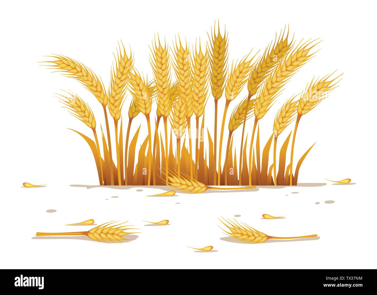 Small wheat field for rural landscape illustration on white background. Stock Vector