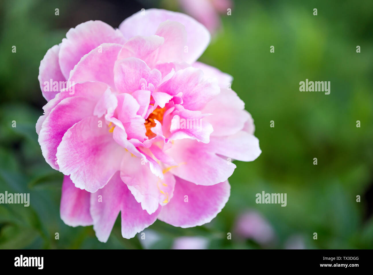 Pink peony flower on the beautiful background of blurred green leaves ...