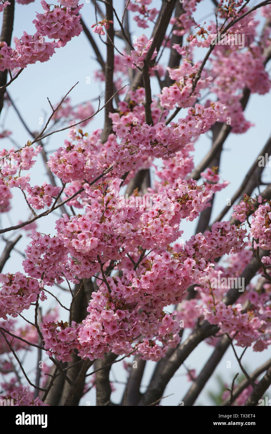 Close up pink cherry blossom tree in bloom Stock Photo Alamy