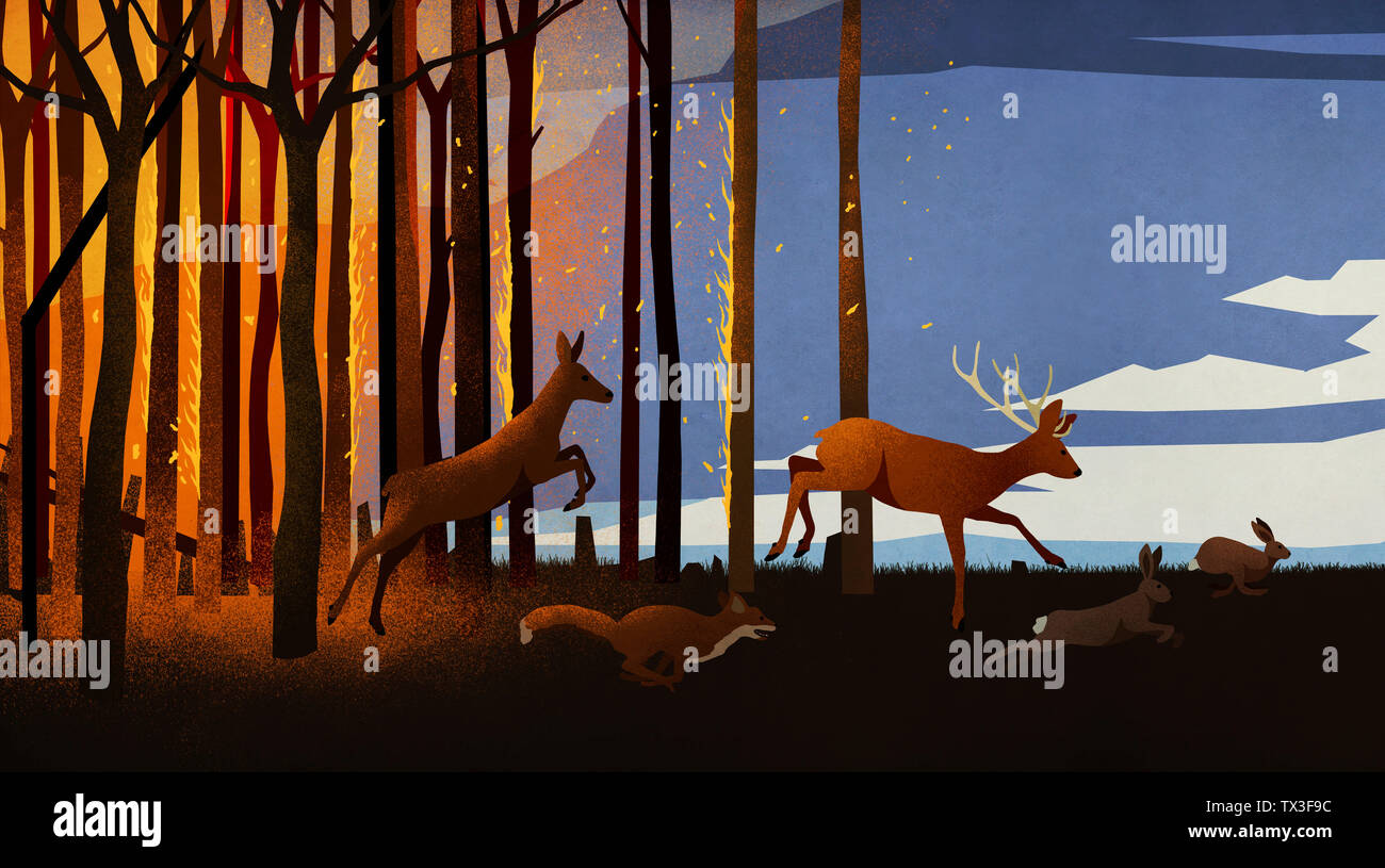 Forest animals running from forest fire at night Stock Photo - Alamy
