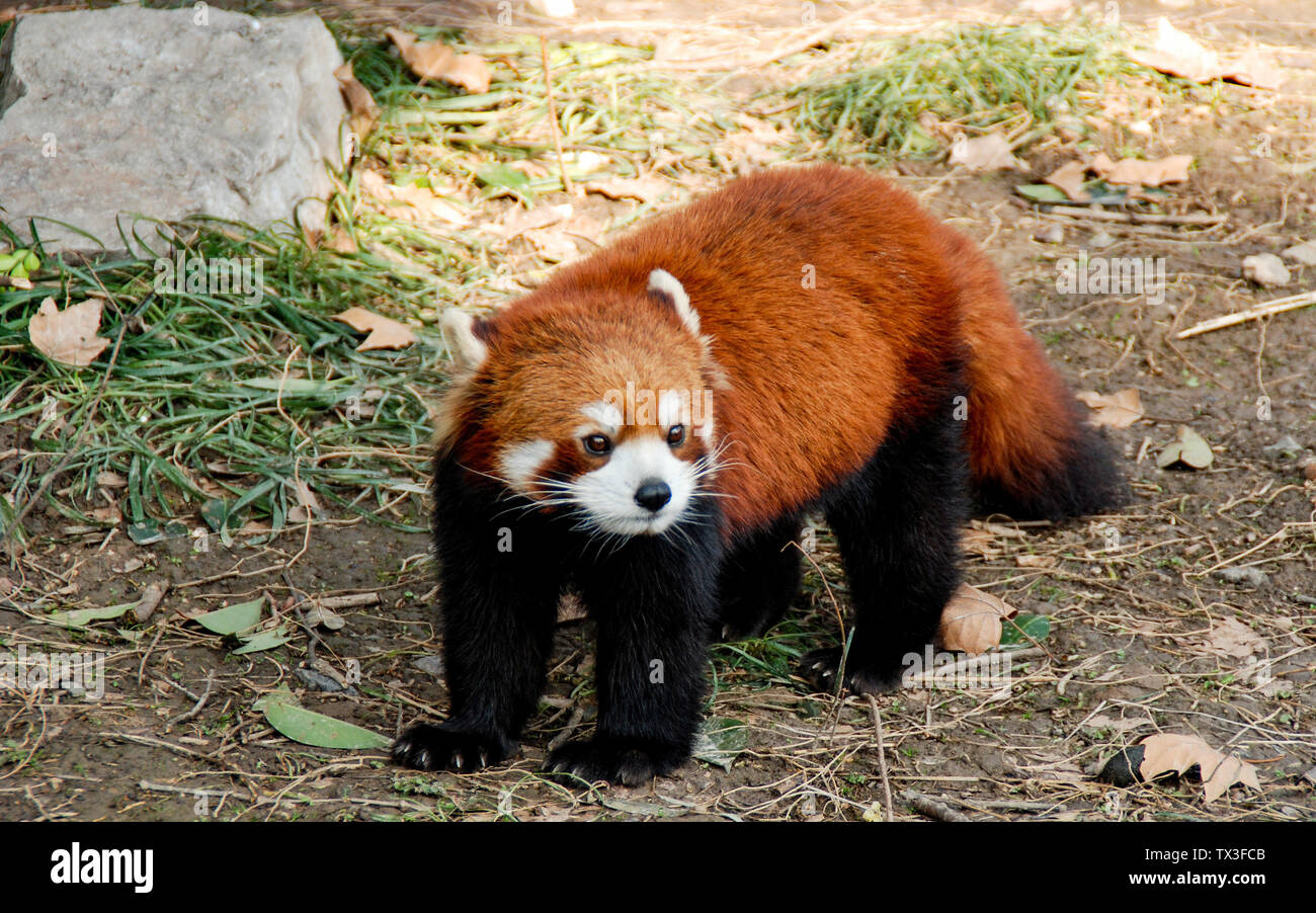 Wolves in zoos hi-res stock photography and images - Alamy