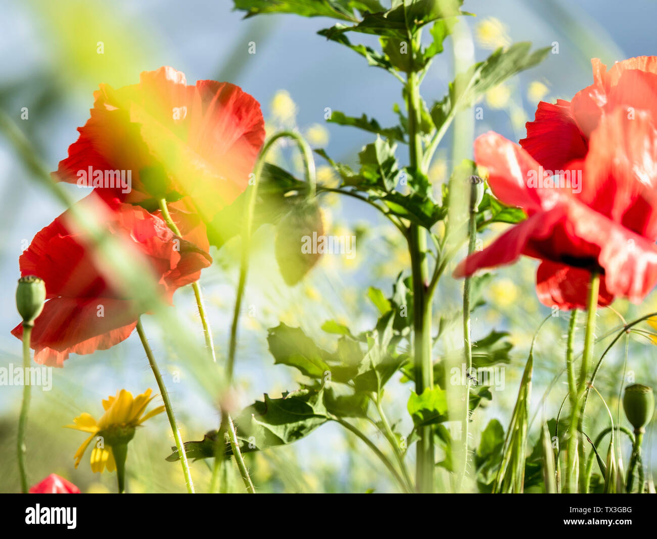 Close up red poppy flowers Stock Photo