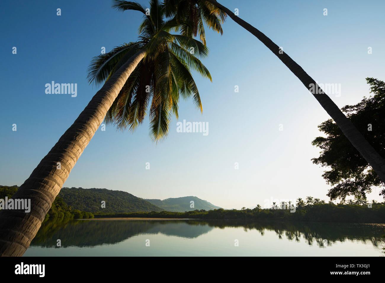 Palm trees leaning over tranquil, placid tropical river, Platinitos, Nayarit, Mexico Stock Photo