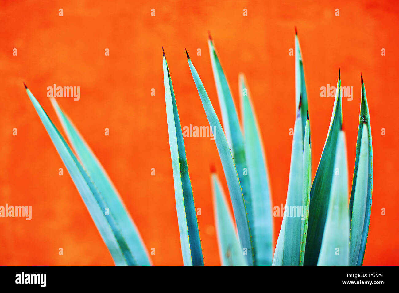 Green agave plant against bright orange wall Stock Photo