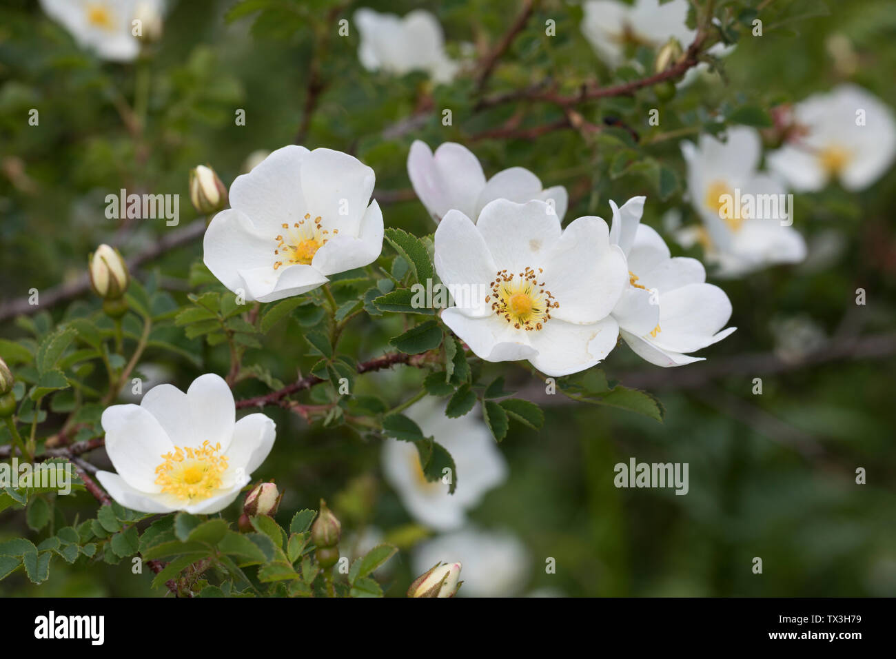 Bibernell-Rose, Bibernellrose, Dünen-Rose, Dünenrose, Rose, Rosa  spinoissima, Rosa pimpinellifolia, Burnet Rose, Scotch Rose, Rosier à  feuilles de pim Stock Photo - Alamy